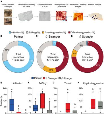 Pair Bond-Induced Affiliation and Aggression in Male Prairie Voles Elicit Distinct Functional Connectivity in the Social Decision-Making Network